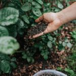 Granulēts liellopu mēslojums, 4 kg thumbnail 1