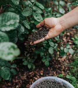 Granulēts liellopu mēslojums, 2 kg