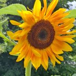 Saulespuķe - iedvesmojošs aromāts thumbnail 1