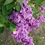 Ceriņš thumbnail 1