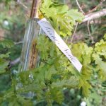 Sārtā neļķe thumbnail 1