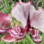 Puķuzirnis thumbnail 1