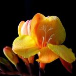 Dzeltenā frēzija thumbnail 1